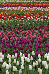 Wandcirkels Tulp Kleurrijk tulpenveld in bloei  © alphashooter