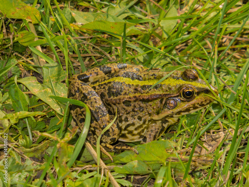 Frog in the grass.