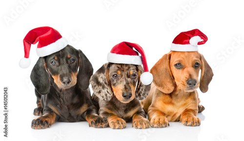 Group Dachshund puppies in christmas hats. isolated on white background © Ermolaev Alexandr