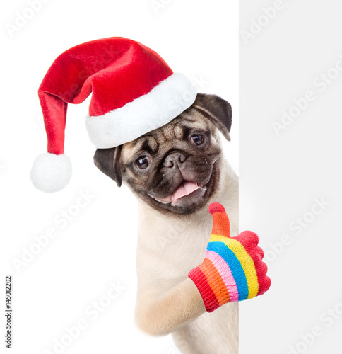 Pug puppy in red christmas hat peeking from behind empty board and showing thumbs up. isolated on white background © Ermolaev Alexandr