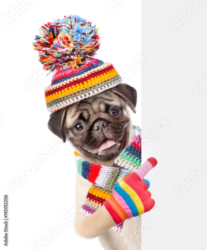 Pug puppy wearing a scarf and warm hat peeking pointing at empty board. isolated on white background