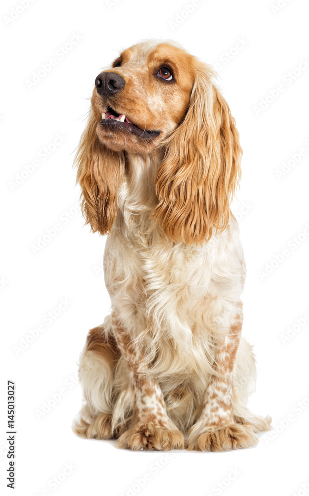 English cocker spaniel dog on a white background