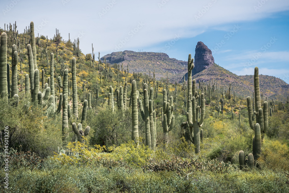 Saguaro Forest and the Butte