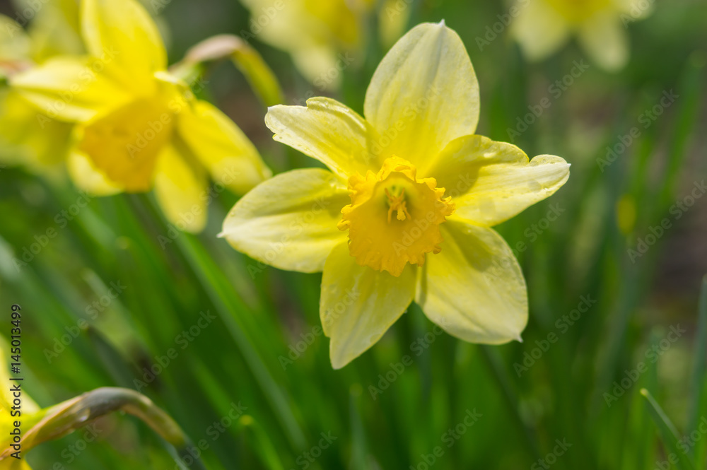 Close-up portrait of yellow narcissus at spring season Close-up portrait of yellow narcissus at spring season
