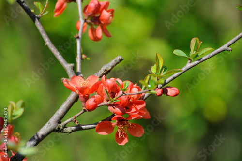 Spring blossom: branch of a blossoming tree on garden