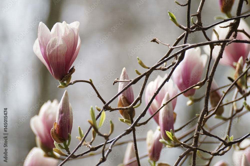 fiori di magnolia rosa in primavera, fiori delle piante Stock Photo | Adobe  Stock