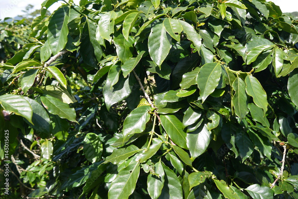 глянцевые кожистые  листья вечнозеленого  кофейного дерева