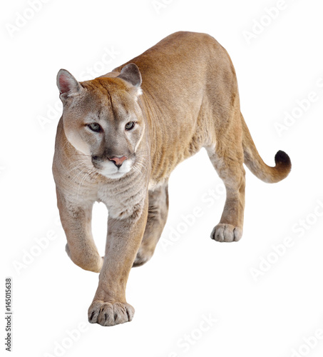 Cougar (Puma concolor), also commonly known as mountain lion, puma, panther, or catamount