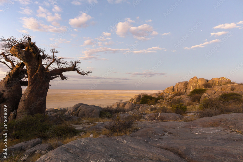 Obraz premium Baobab tree and rocks at late afternoon light