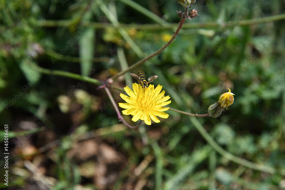 Fiore giallo con Sphaerophoria scripta Fiore giallo con Sphaerophoria scripta
