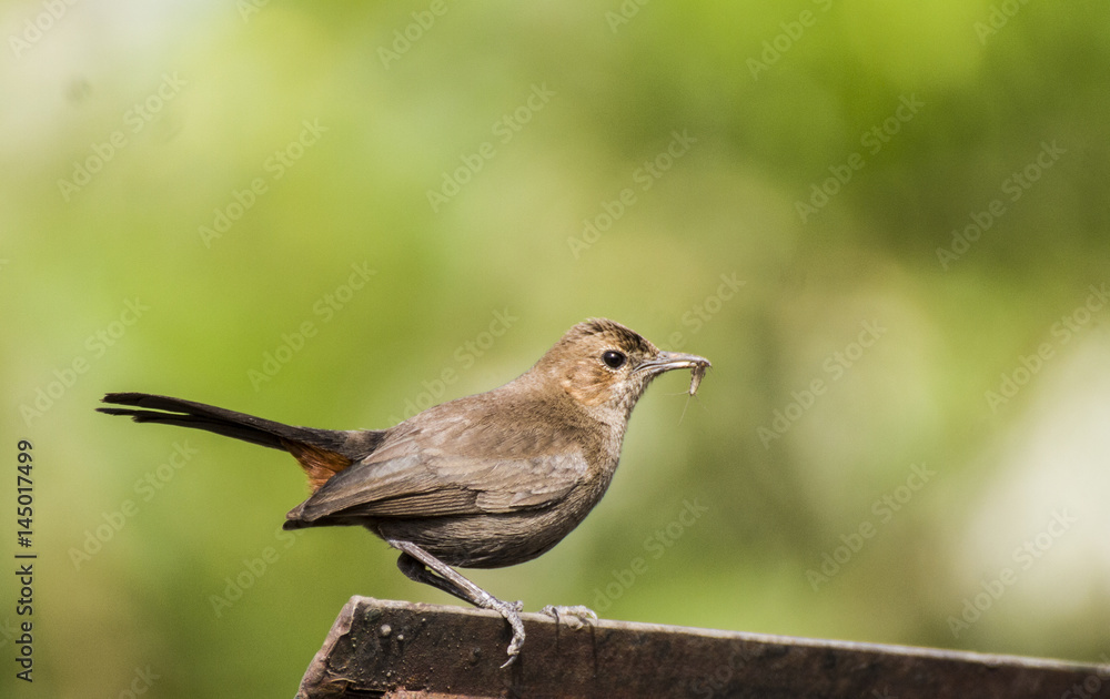 Φωτογραφία The brown rock chat or Indian chat (Oenanthe fusca) is a bird in the chat (Saxicolinae) subfamily and is found mainly in northern and central India