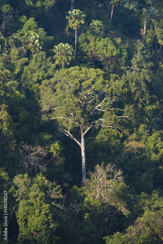 natural forest with tropical tree in Asia