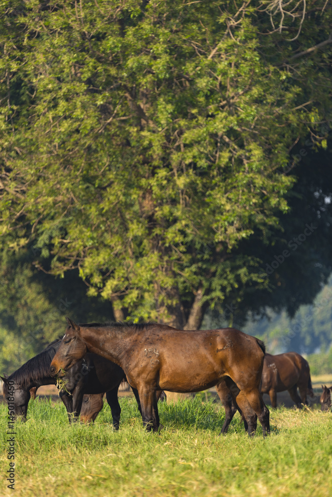 Group of three young horses on the pasture Group of three young horses on the pasture