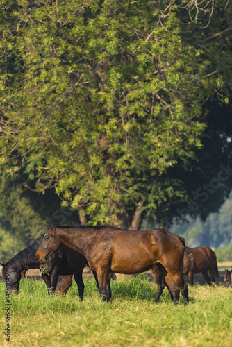 Group of three young horses...