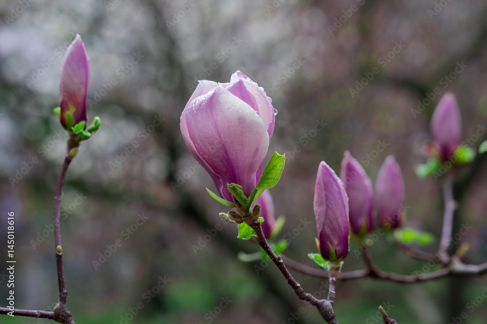 Magnolia flower purple on a blue background Magnolia flower purple on a blue background