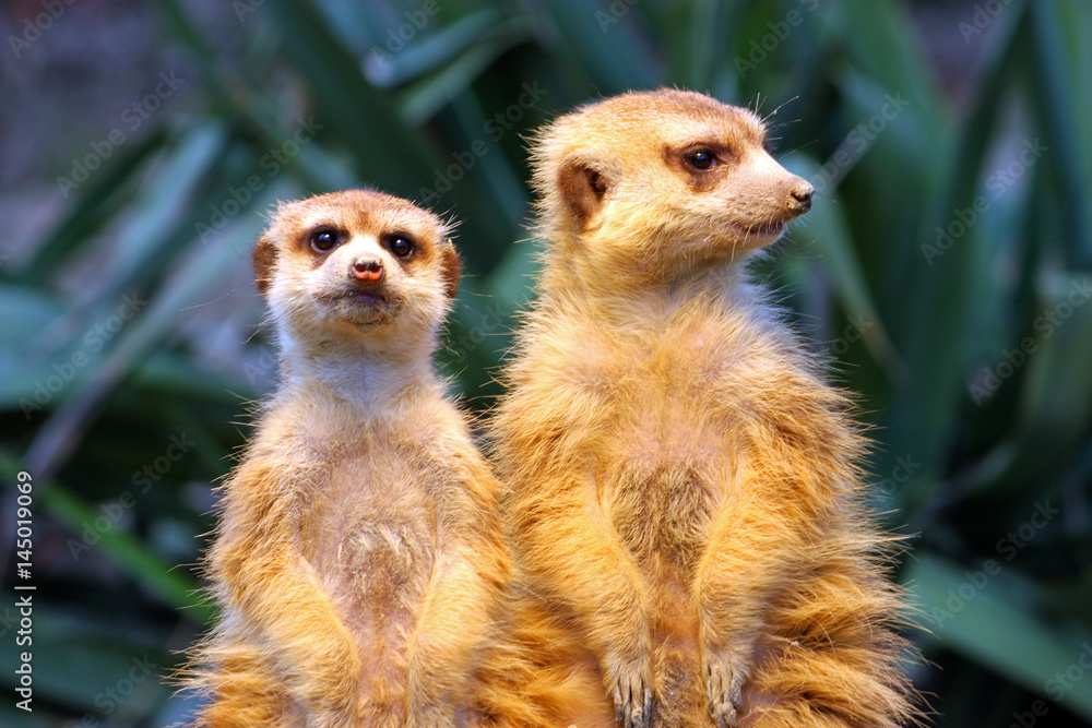 Fototapeta premium Two meerkats on watch