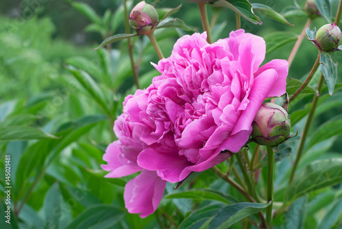 Flower of pink peony, huge and fragrant