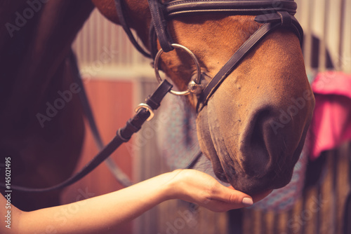 Girl feeding her horse in a barn. #145021495