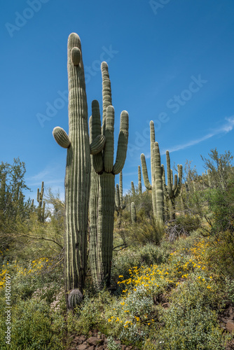 Saguaro Cactus in Springtime