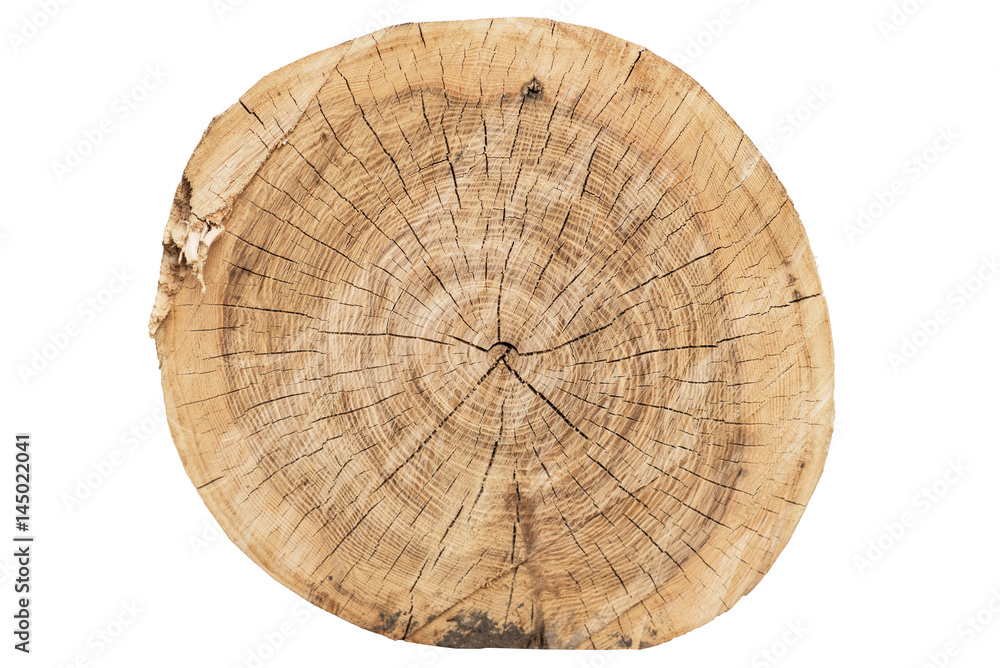 Tree Rings Cross Section and Texture Isolated on White Background.