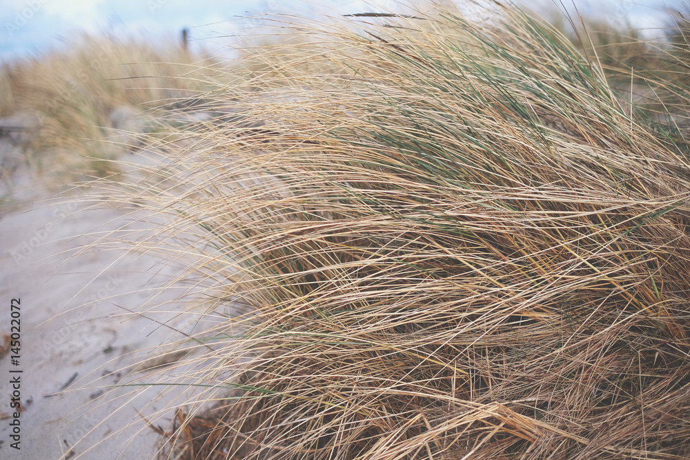 Fototapeta premium Dry grass on the beach