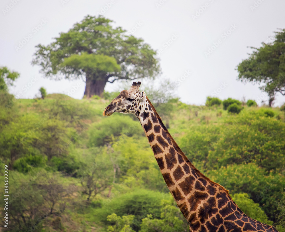 Fototapeta premium Gitaffe's neck