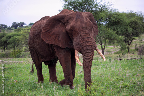 Big male elephant