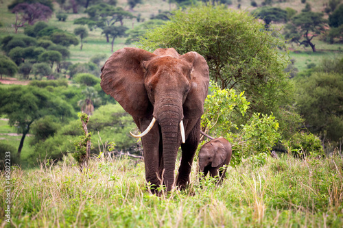 Mother elephant with a baby