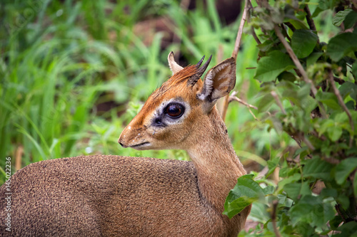 Fotografi Dik-dik antelope close up