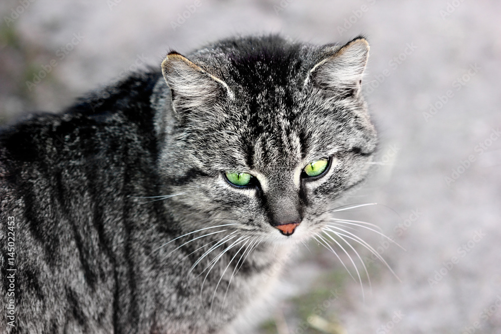 portrait of green eyes funny cat. Yes of cats charming portrait of green eyes funny cat. Yes of cats charming