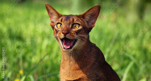 Bilde på lerret Ruddy abyssinian cat in forest