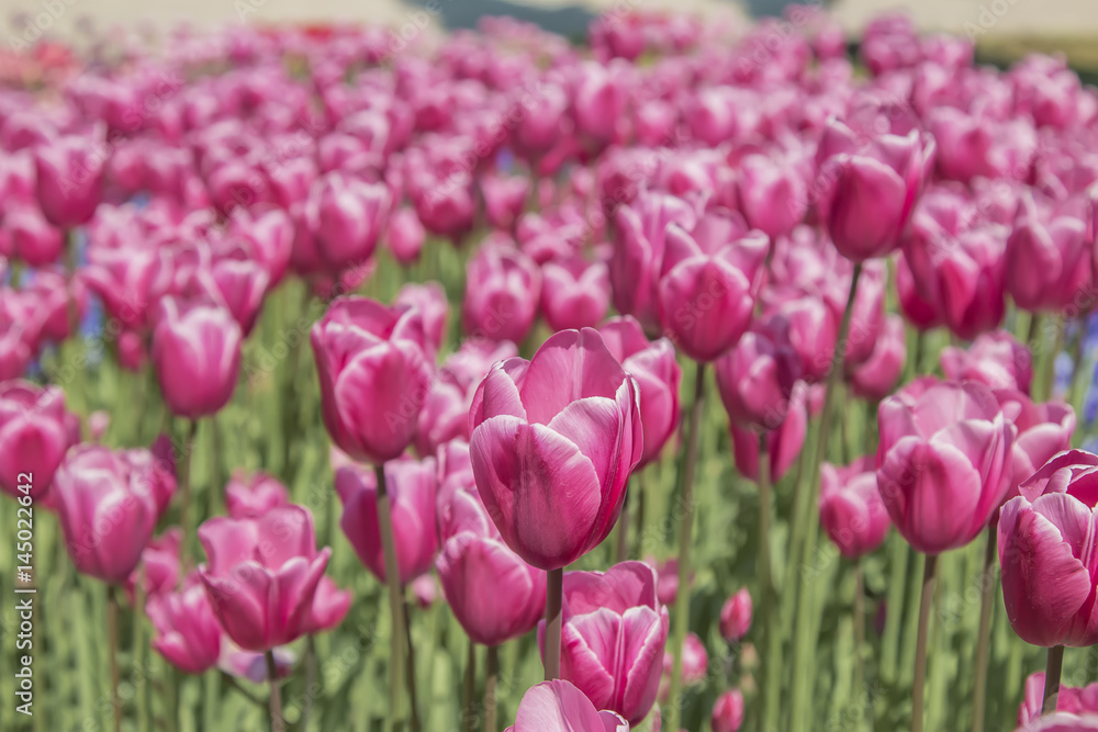 Tulip Tulip