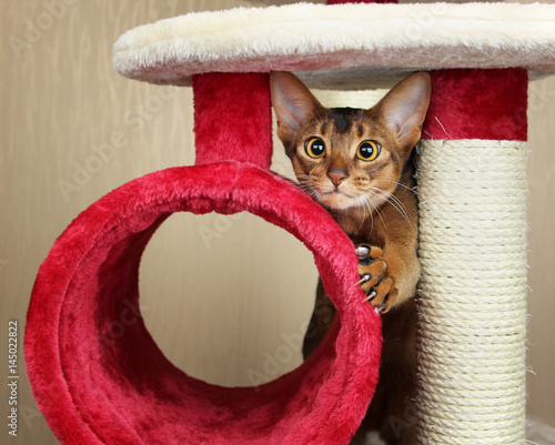 Funny abyssinian cat jumps out