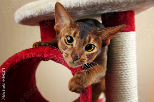Funny abyssinian cat jumps out photo