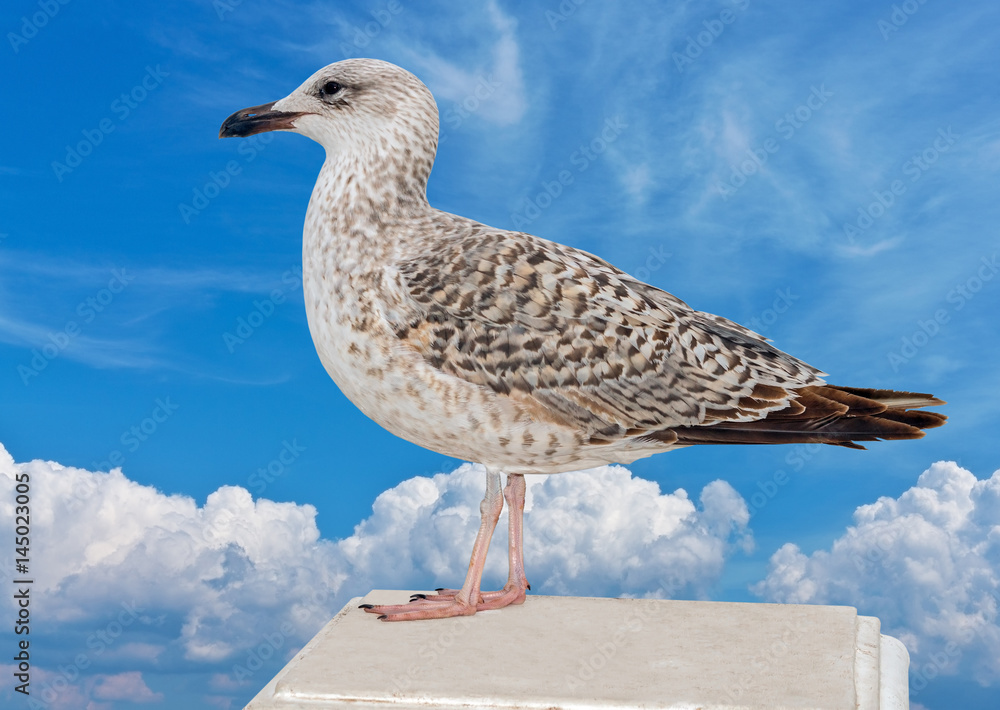 Obraz premium Marine gull