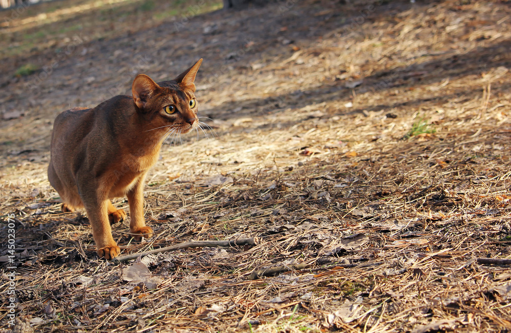 Abyssinian cat hunting in park