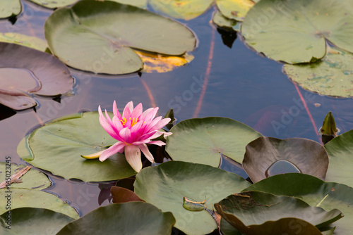 blooming waterlily in pond