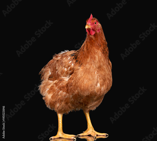 Chicken on black background isolated