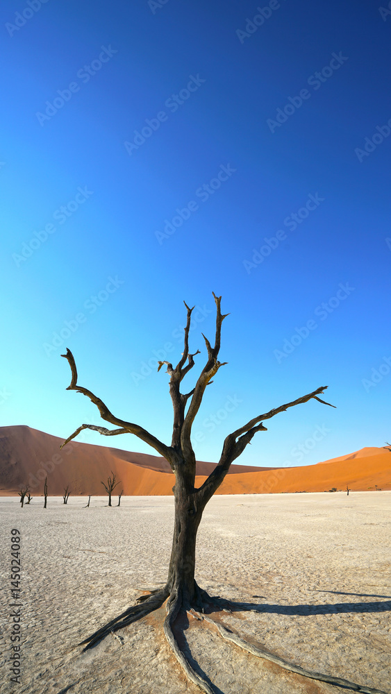 Dead Camel Thorn Trees in Deadvlei, Sossusvlei Namib-Naukluft National Park, Namibia Dead Camel Thorn Trees in Deadvlei, Sossusvlei Namib-Naukluft National Park, Namibia