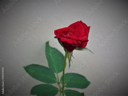 Simplesmente uma rosa. photo