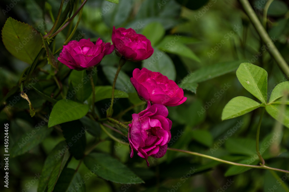 four beautiful flowers rose color