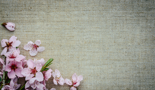 Розовые цветы персикового дерева на фоне льняного полотна. Признание в любви