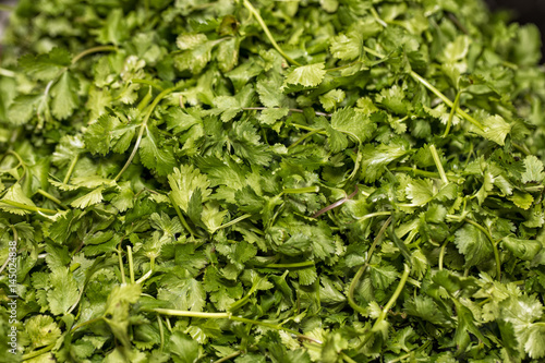 Cilantro