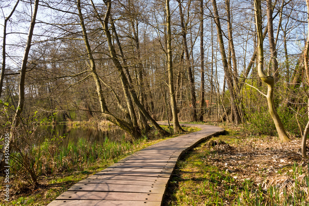path through spring forest path through spring forest