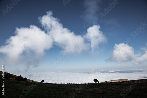 Two silhouettes of horses on a mountain, beneath a big blue sky with some very close clouds, and over a valley full of fog