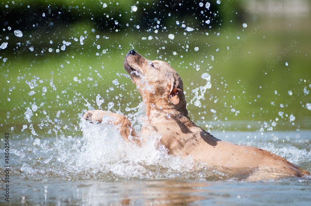 Obraz premium Beige pitbull terrier running out from water