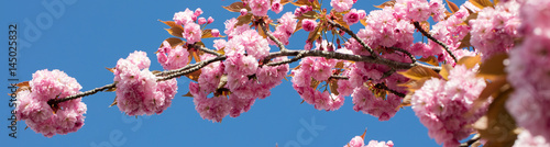 long banner with pink Japanese cherry branch over blue sky