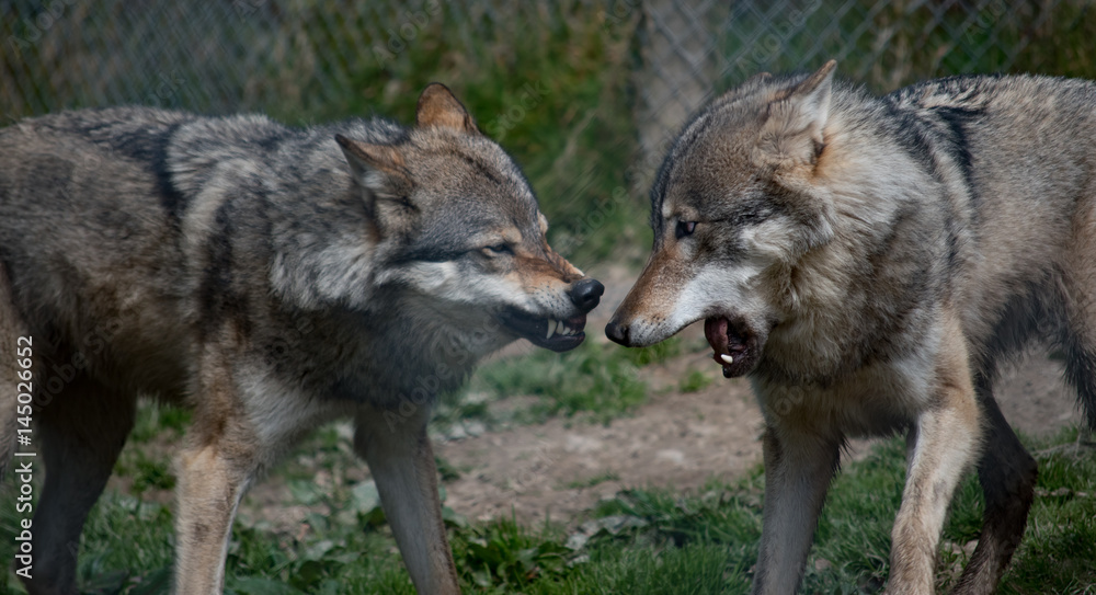 Fighting wolves