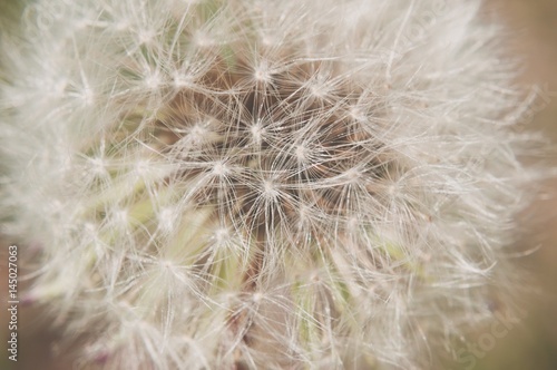 Detail of dandelion with matt effect. Close up shot