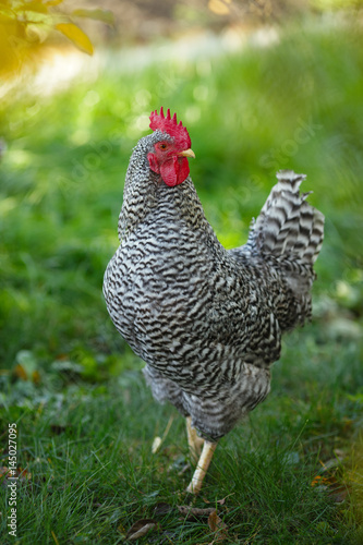 Rooster in the garden on a background of green grass and autumn leaves.